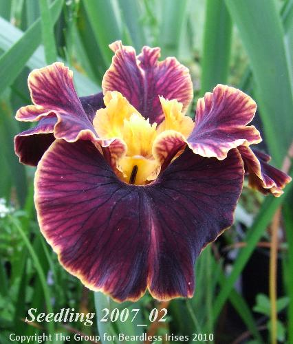 PCI seedling 2007_02